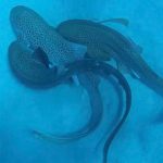 Scientists catch a shark threesome on camera