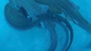 Scientists catch a shark threesome on camera