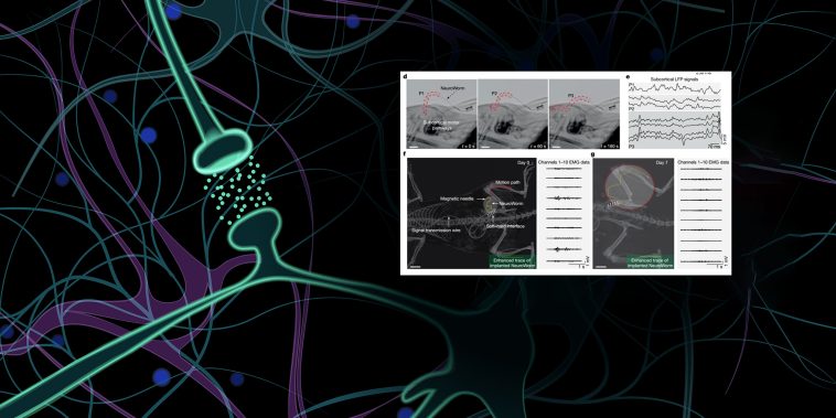 China’s NeuroWorm Inches Its Way Toward Brain Disorder Breakthroughs