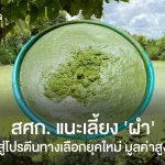 สศก. แนะเลี้ยง ‘ผำ’ สู่โปรตีนทางเลือกยุคใหม่ มูลค่าสูง