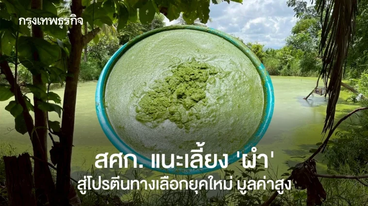 สศก. แนะเลี้ยง ‘ผำ’  สู่โปรตีนทางเลือกยุคใหม่ มูลค่าสูง
