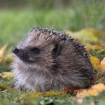 Can AI detect hedgehogs from space? Maybe if you find brambles first.