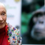 Who was Jane Goodall? Celebrated primatologist and conservationist passes away