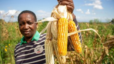 Faith Koki built Silo Africa to take on a $4 billion post-harvest challenge