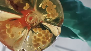 Tiny lab-grown brains could help build the next generation of computers