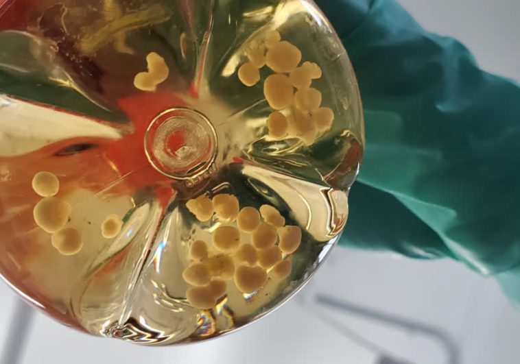 Tiny lab-grown brains could help build the next generation of computers