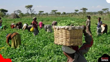 Poor Seeds, Poor Harvests: How Counterfeits Starve Nigeria’s Farms