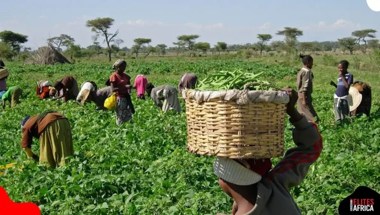 Poor Seeds, Poor Harvests: How Counterfeits Starve Nigeria’s Farms