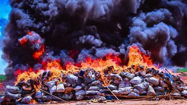 NDLEA destroys 8.2kg of seized illicit drugs in Yobe