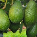 Larache : le Sommet marocain de l’avocat met en lumière le potentiel d’une filière en plein essor