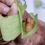 CUCSur alerta por presencia de la “oruga peluche” en Jalisco: evita tocarla, su veneno es peligroso