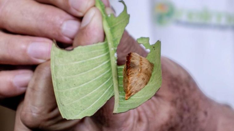 CUCSur alerta por presencia de la “oruga peluche” en Jalisco: evita tocarla, su veneno es peligroso