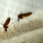 Malaria: Yobe begins integrated SMC, ITN distribution