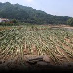 ‘Huge Lesson’: A Beijing Farmer Learns to Live in Climate Extremes