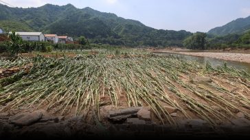 ‘Huge Lesson’: A Beijing Farmer Learns to Live in Climate Extremes