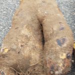 Ekiti State Bureau Of Tourism Development Discovers Human-Hand Yam At EkiFest 2025 ….A Symbol Of Nature’s Mystery And Ekiti’s Agricultural Richness