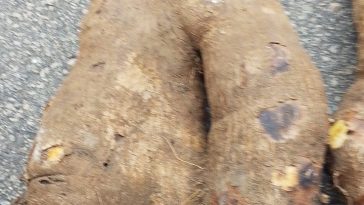 Ekiti State Bureau Of Tourism Development Discovers Human-Hand Yam At EkiFest 2025 ….A Symbol Of Nature’s Mystery And Ekiti’s Agricultural Richness 