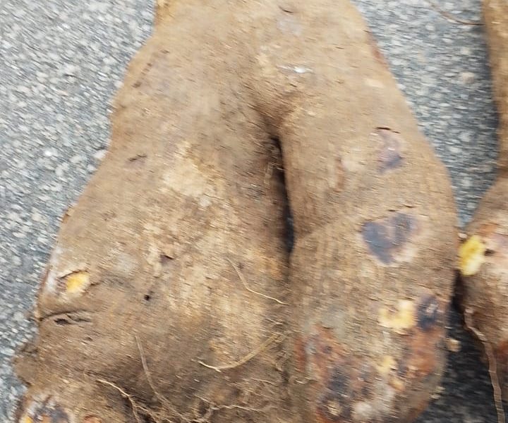 Ekiti State Bureau Of Tourism Development Discovers Human-Hand Yam At EkiFest 2025 ….A Symbol Of Nature’s Mystery And Ekiti’s Agricultural Richness