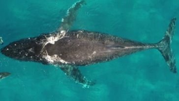 Whale and dolphin migrations are being disrupted by climate change