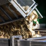 Vogelgrippe: Vogelgrippe grassiert – 400.000 Tiere in Deutschland gekeult