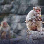 China’s First Macaque Biobank Addresses Lab Monkey Shortage