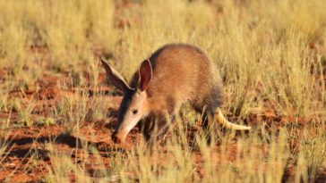 AI blew open software security, now OpenAI wants to fix it with an agent called Aardvark