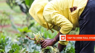 Kenya’s Farm to Feed raises $1.5 million to give imperfect farm produce a market