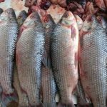 Medida inédita: Santa Fe suspendió la exportación de pescado para proteger los recursos del río Paraná