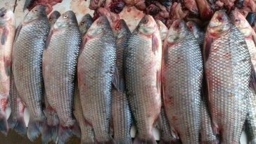 Medida inédita: Santa Fe suspendió la exportación de pescado para proteger los recursos del río Paraná