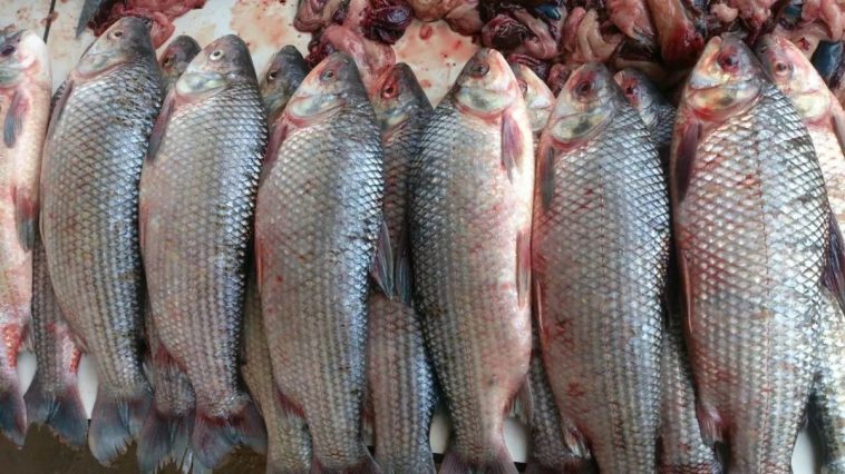 Medida inédita: Santa Fe suspendió la exportación de pescado para proteger los recursos del río Paraná