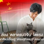 ส่อง “ตลาดแมวจีน” โตแรง จากสัตว์เลี้ยงสู่”เศรษฐกิจแมว”ครบวงจร