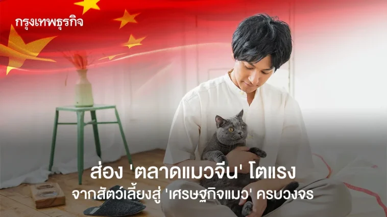 ส่อง “ตลาดแมวจีน” โตแรง จากสัตว์เลี้ยงสู่”เศรษฐกิจแมว”ครบวงจร
