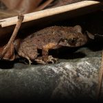 Leapfrogging Ahead: Chinese Scientists Discover New Frog Species