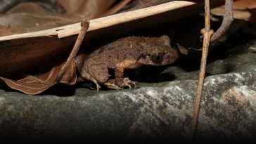 Leapfrogging Ahead: Chinese Scientists Discover New Frog Species