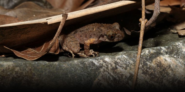 Leapfrogging Ahead: Chinese Scientists Discover New Frog Species