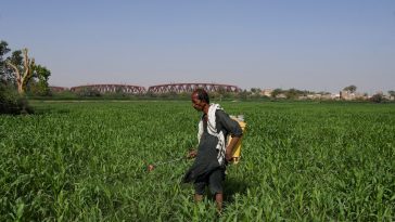 Over 2.15 crore farmers in UP to receive 21st instalment of PM-Kisan