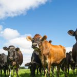 Economist warns oversupply of milk is putting dairy farmers under pressure