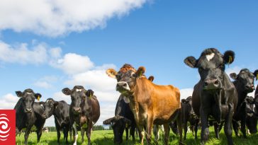 Economist warns oversupply of milk is putting dairy farmers under pressure