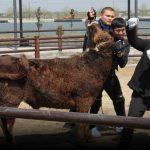 Muscle, Memory: Inside China’s Last Bull Wrestling School