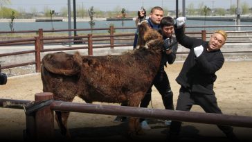 Muscle, Memory: Inside China’s Last Bull Wrestling School