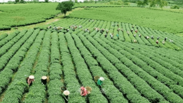 FG targets private investment to drive agricultural growth