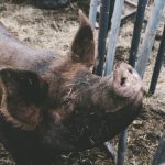 Pork imports banned as swine fever rips through Spain