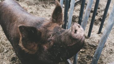 Pork imports banned as swine fever rips through Spain