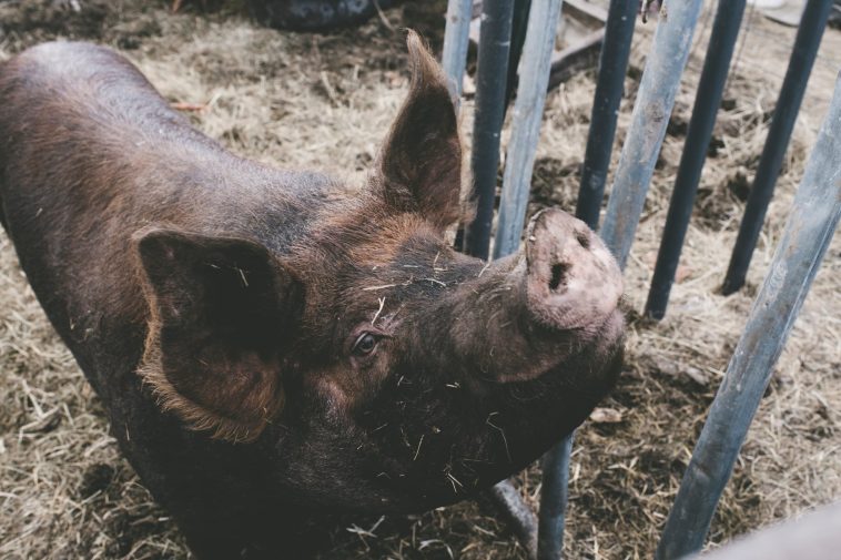 Pork imports banned as swine fever rips through Spain